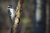 Hairy Woodpecker_52128